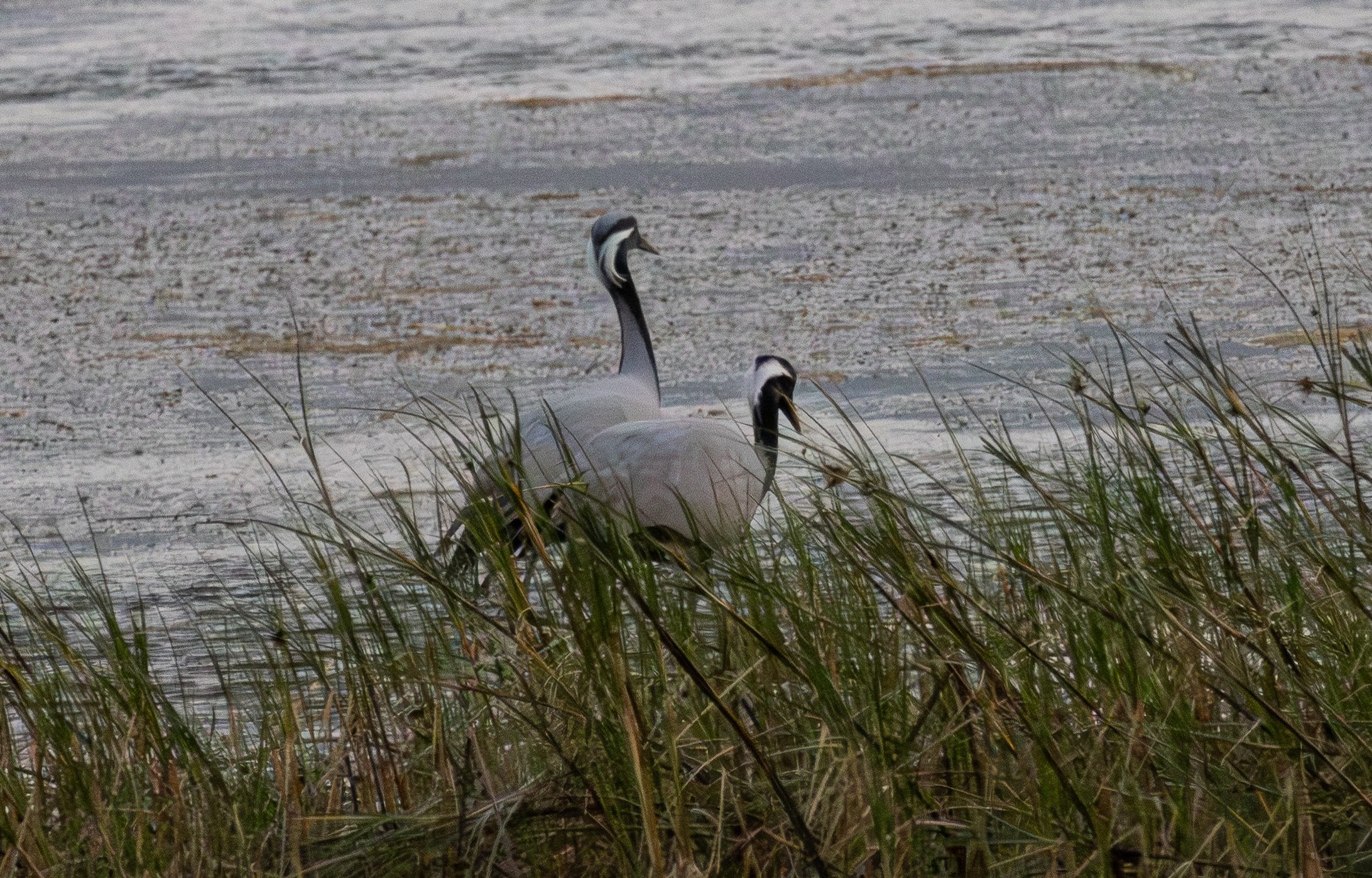 Demoiselle Crane